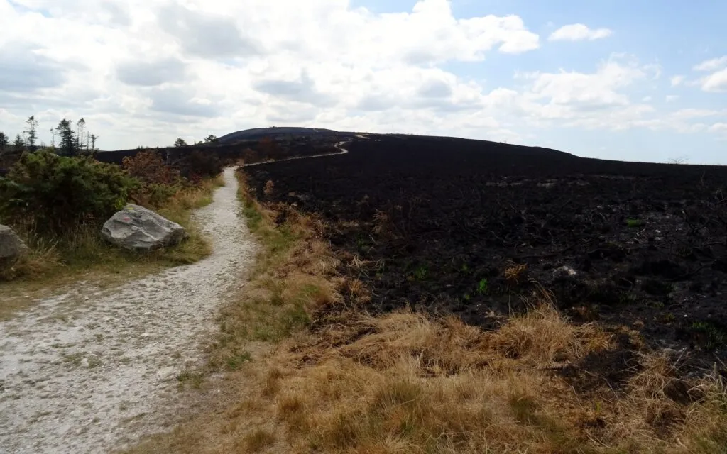 Chemin menant à un paysage brûlé par le feu.