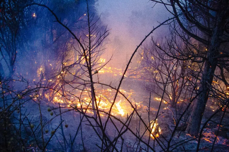 Incendie dans une forêt, arbres en flammes.